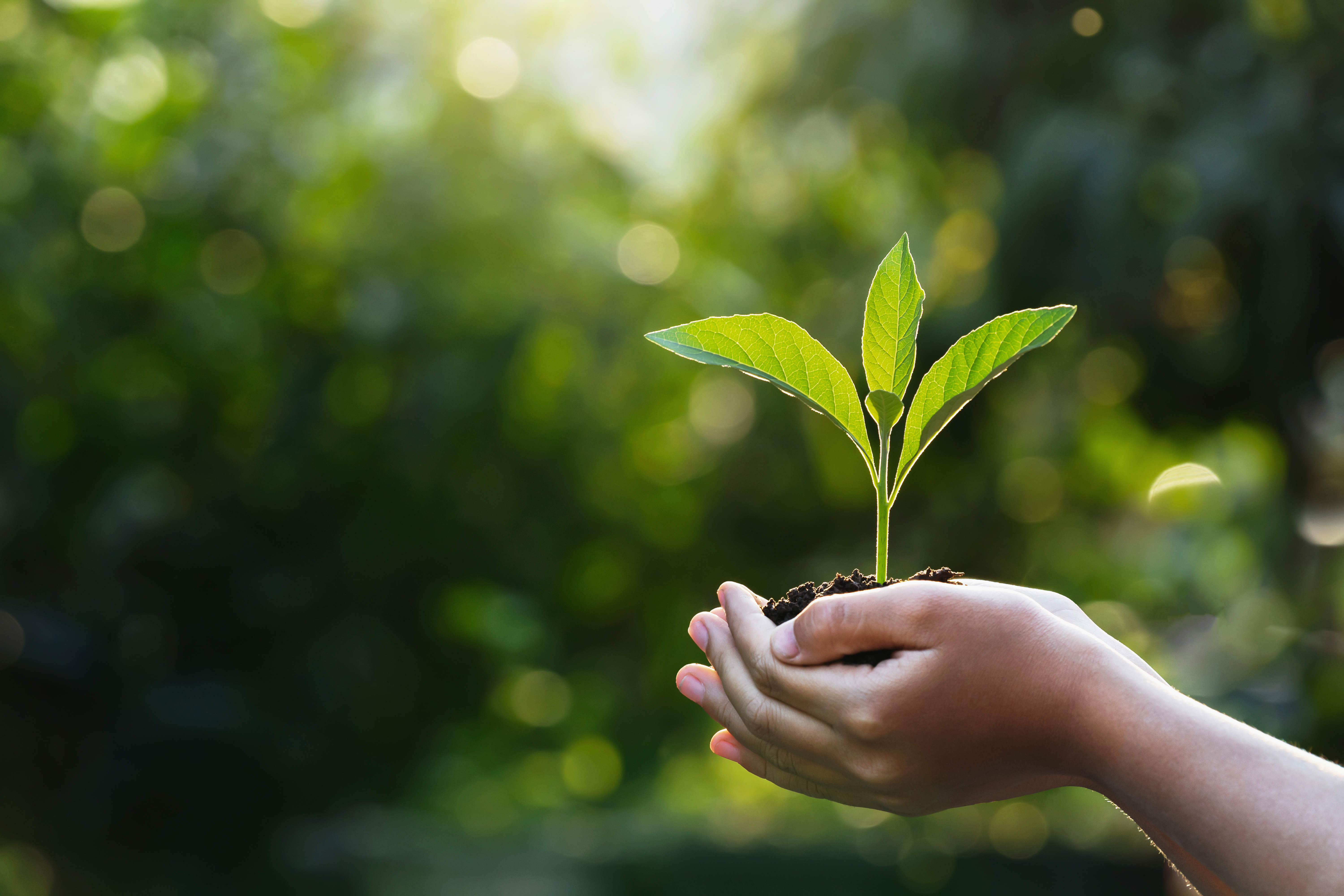 a child's hands holds a young tree seedling 